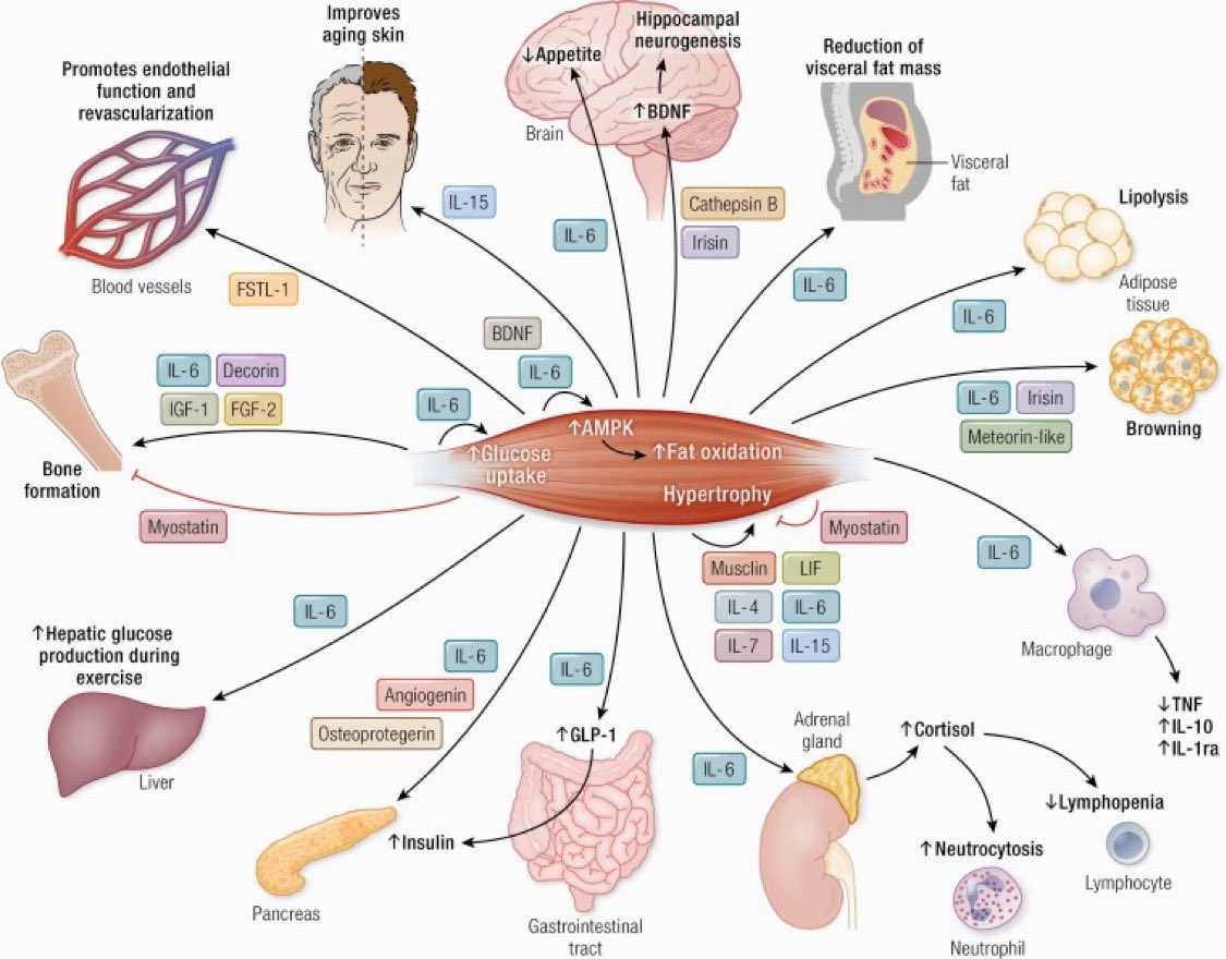 Schéma exercice physique